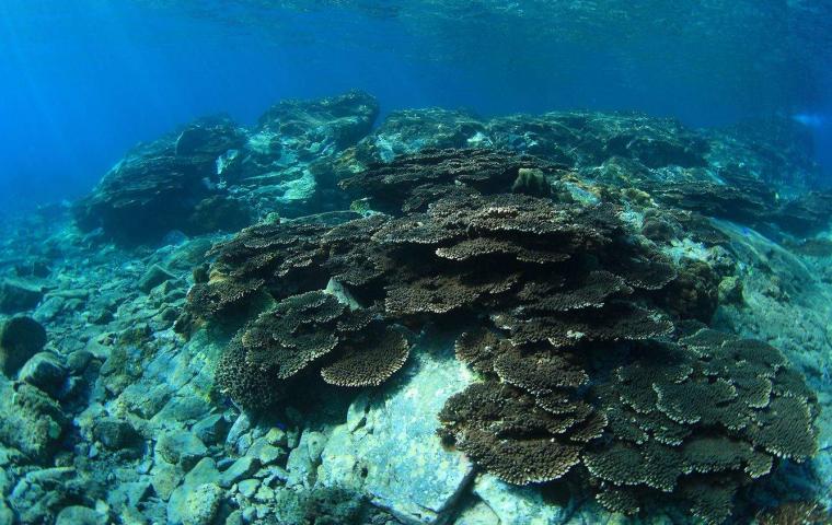 Kushimoto Coral