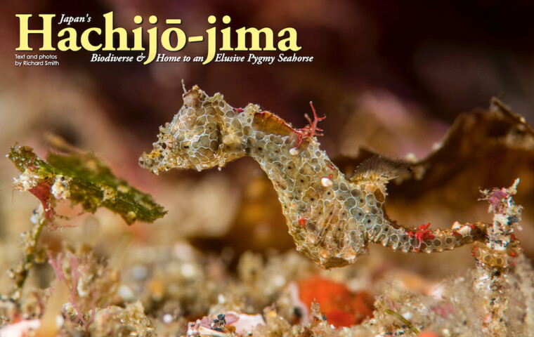 Japan's Hachijō-jima “Biodiverse & Home to an Elusive Pygmy Seahorse”