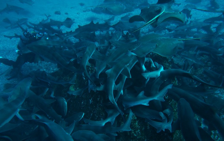 Shark Dives of Japan's Southern Honshu