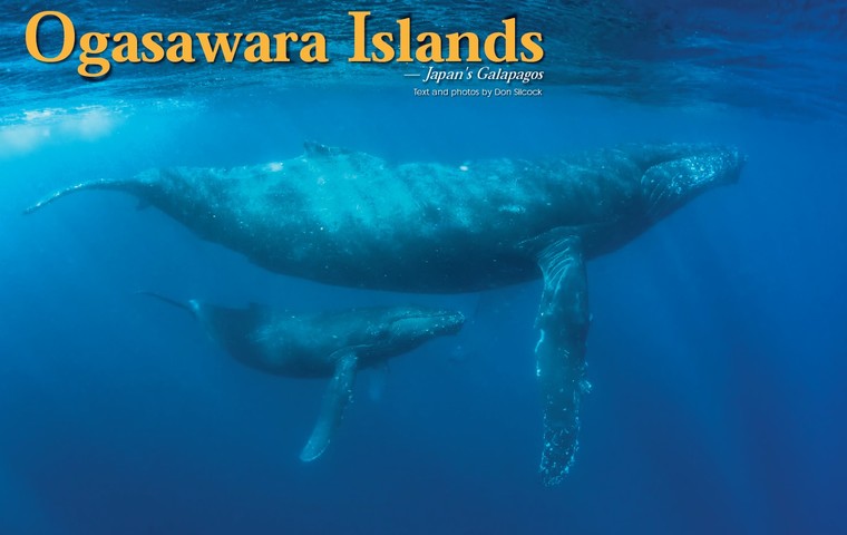 Ogasawara Islands: Japan's Galapagos 