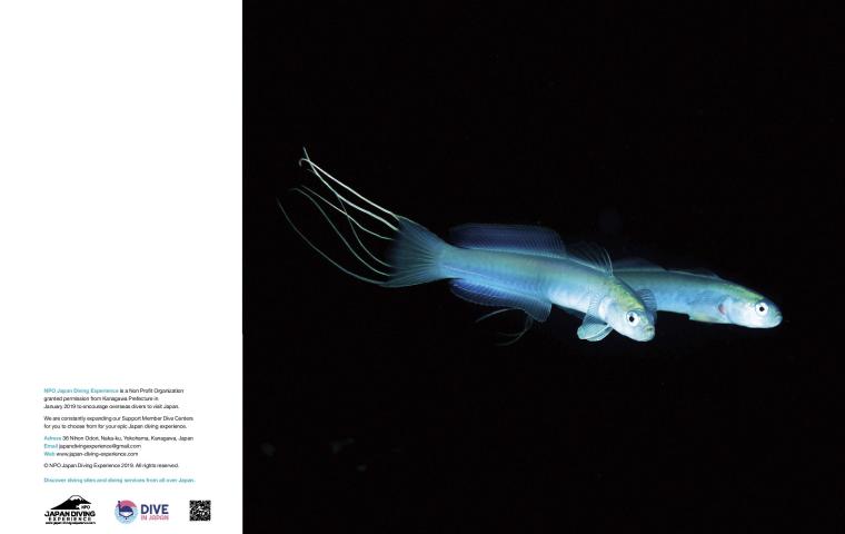Bio Diversity Diving Spots Japan Page 12